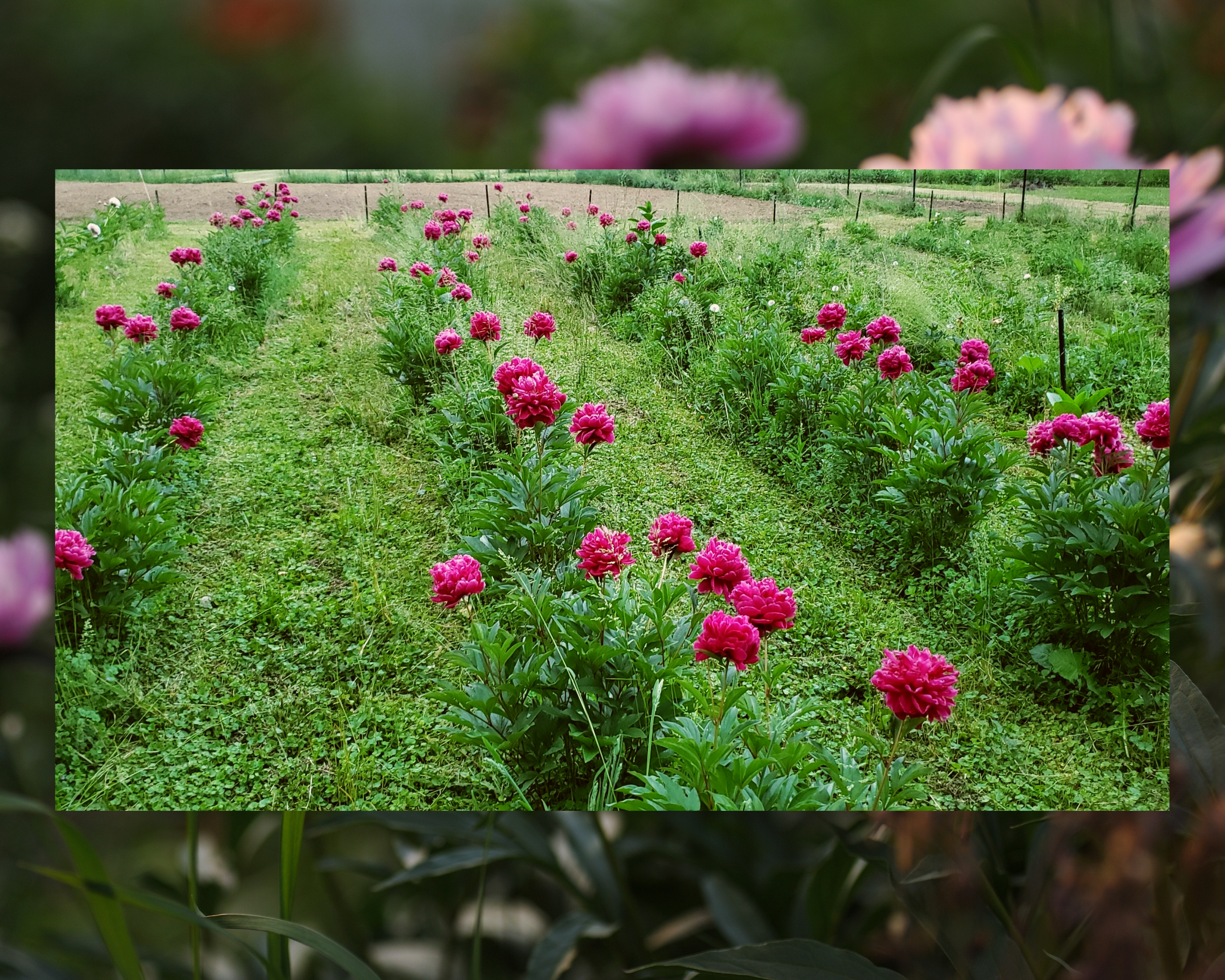 Peonies at Jazz Flower Farm