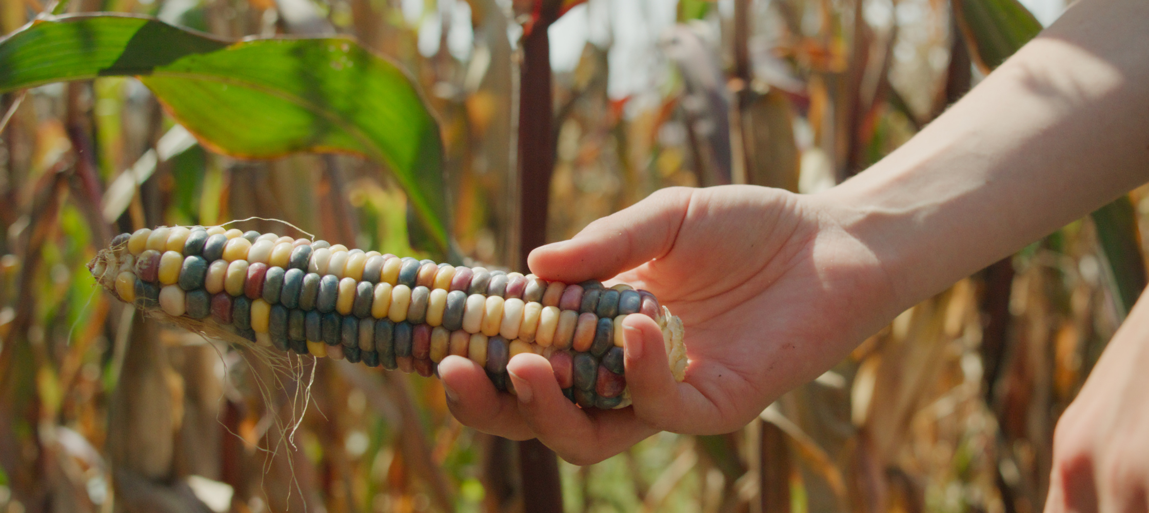 a hand holding a colorful ear of flour corn with red, yellow, and navy blue kernels