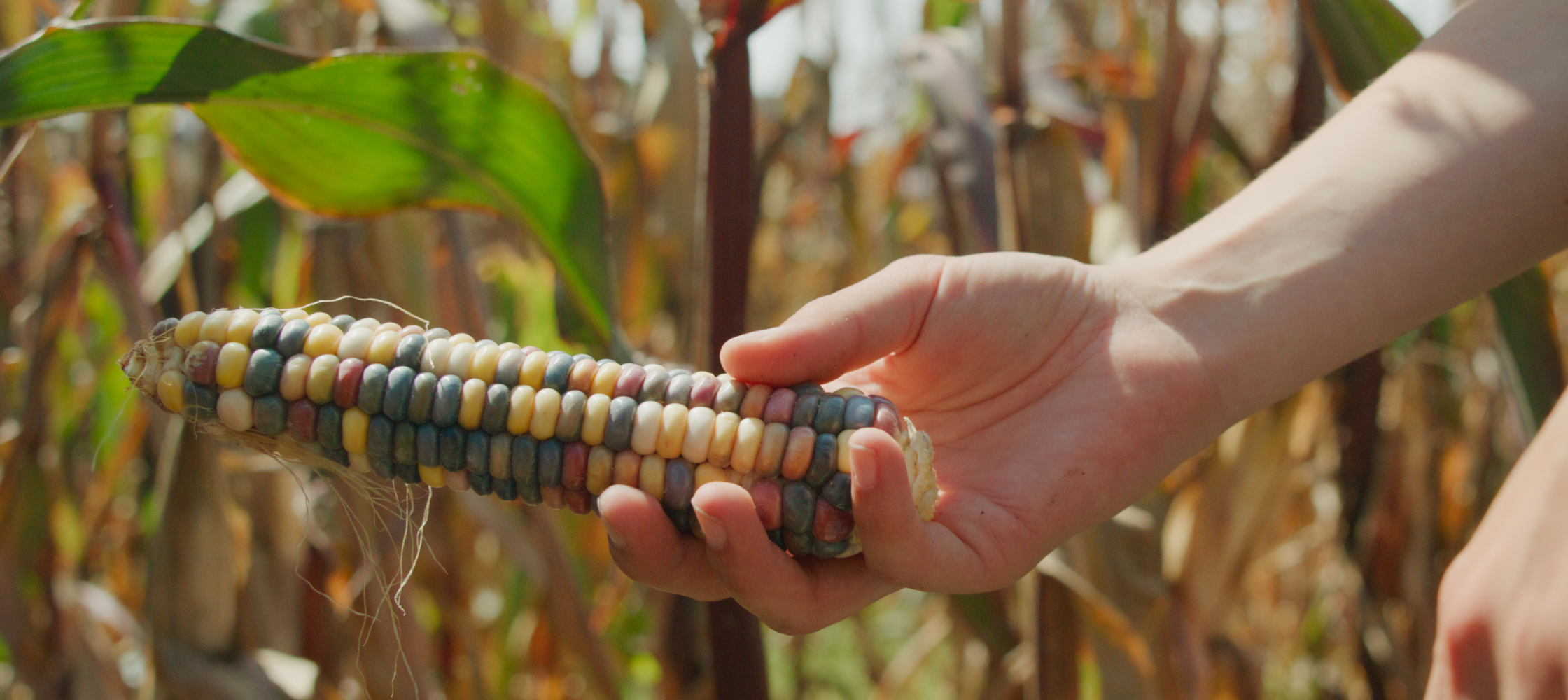 A hand holding an ear of flour corn which has colorful yellow, red, and navy blue kernels